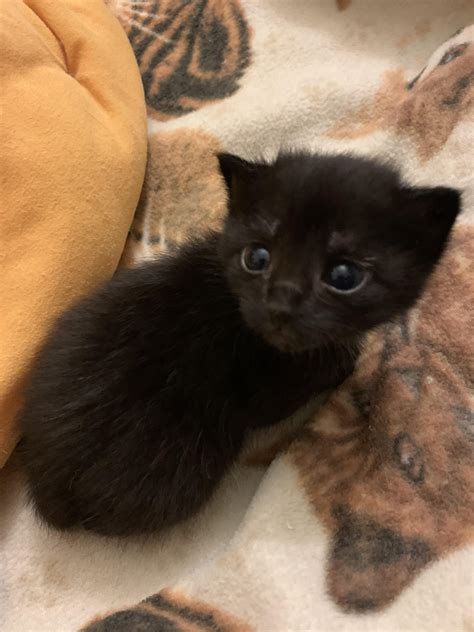 Tiny Black Kitten We Found In A Puddle After A Storm She Was A Week