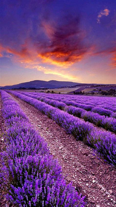 Pin By Pilar Ceballos On Provence Lavender Fields Beautiful Nature