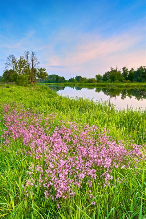 Flowers Countryside Spring Landscape Blue Sky River Stock Photo Image