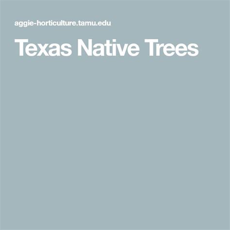 Texas Native Trees Texas Native Nativity Tree