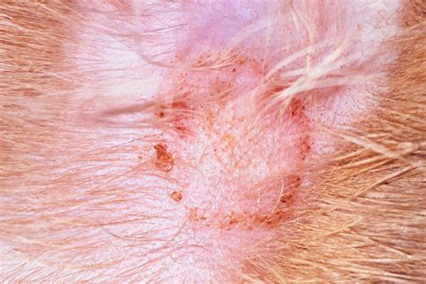 Ringworm In Cats With Photos Cat World