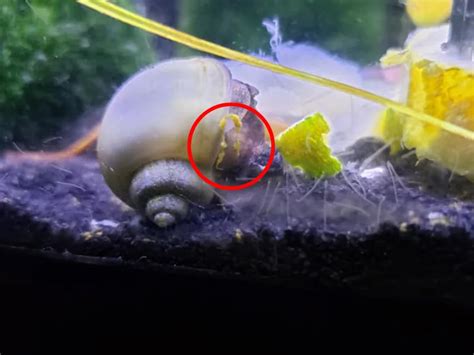 Mystery Snail Poop What It Looks Like Pictures Fish Parlor