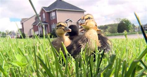 Ducklings Saved From Storm Drain Reunited With Mom