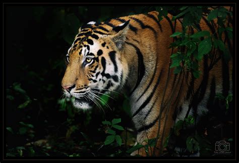 Best Seller Wildlife Photography Course The Lens India