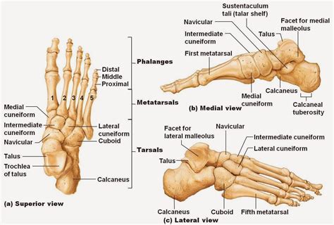 Ankle Bones Diagram Foot Anatomy Anatomy Bones Ankle