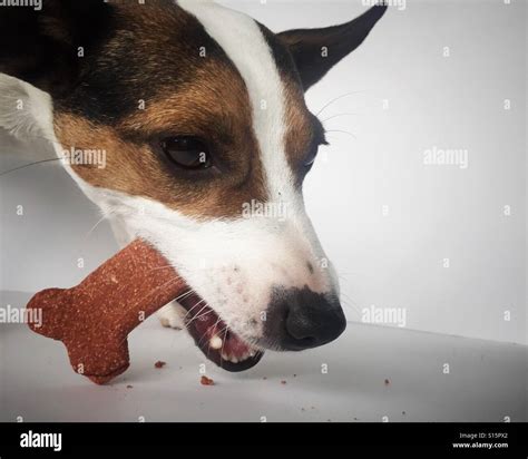 Dog Eating A Bone Hi Res Stock Photography And Images Alamy