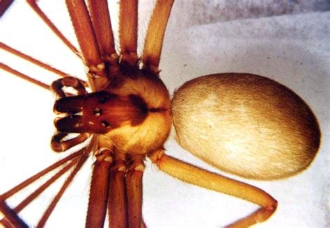 Brown Recluse Spider Bite Poisoning In Dogs Laurelwood Animal Hospital