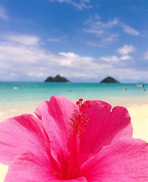 Hibiscus And Beach Wallpaper