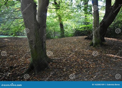 Tree Roots And Dry Leaves Dropped To The Ground Stock Image Image Of