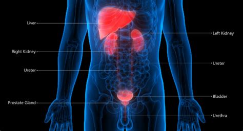Bladder Cancer Types Causes And The Right Treatment Regency Hospital