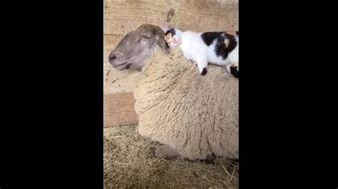 Sleepy Sheep Enjoys Snoozes As Kitty Makes ‘cat Mere Sweaters Of Its