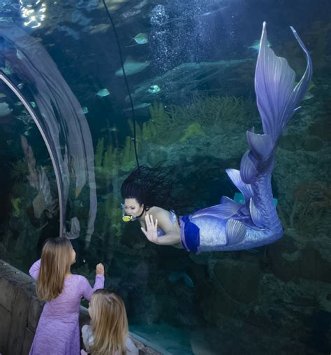 Mermaids Coming To Audubon Aquarium