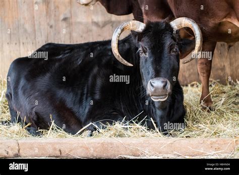 A Black Cow With Curved Horns Laying In Some Straw Stock Photo