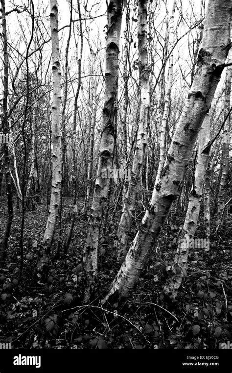 White Bark Birch Tree Trunks In Winter Woodland Stock Photo Alamy