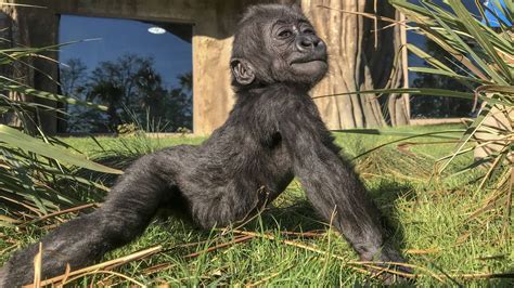 After Months Of Hand Rearing Baby Gorilla Is Bonding With Surrogate