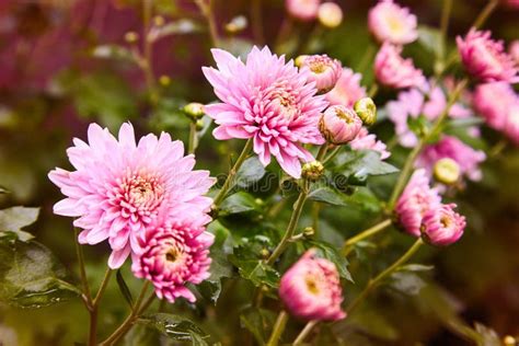 Chrysanthemum Flowers As A Background Close Up Pink And Purple