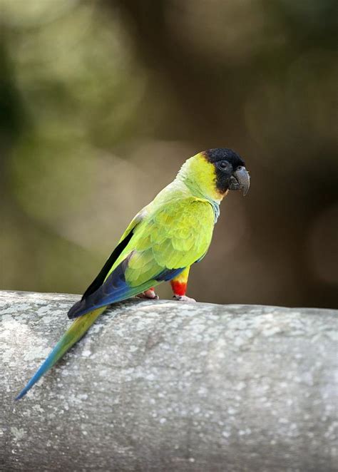 Dusky Headed Parakeet Photograph By Science Photo Library