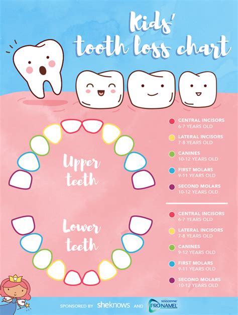 What Age Do You Lose Your Molar Teeth Teethwalls