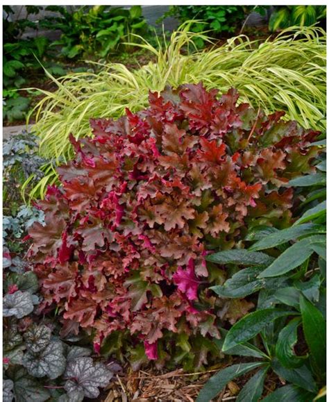 A zone 9 gardening channel. Gorgeous perennial plant! Cinnamon Curls Heuchera | M&D ...