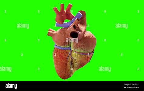 Corazón Humano Imagen Realista Aislada Corazón Anatómico Correcto Con