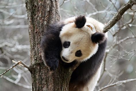 Why Are Pandas Covering Themselves With Horse Manure The New York Times