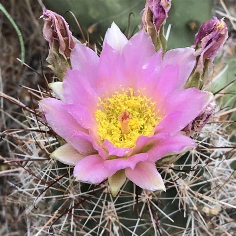 Pink Cactus Flower Colorados Wildflowers