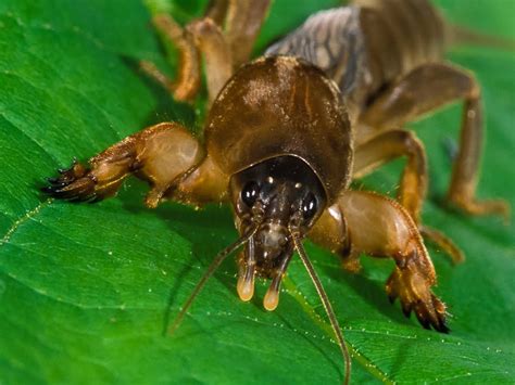 Mole Crickets Tunneling Through Spring Pest Control Jupiter Termite