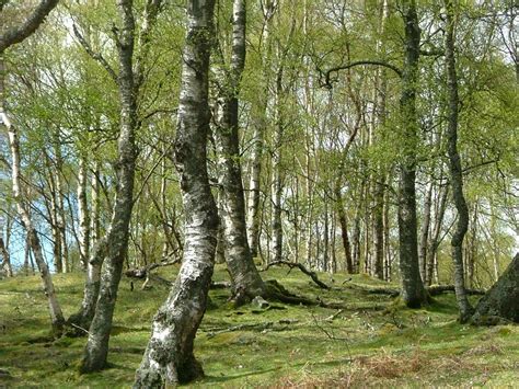 The Native Woods Co Operative Scotland Ltd Birch Woods On Invermark