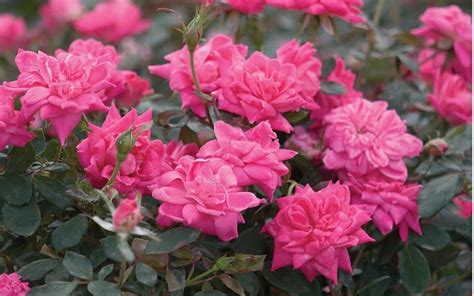 Double Pink Knock Out Rose 3 Gallon Shrub Rose Shrubs For Spring