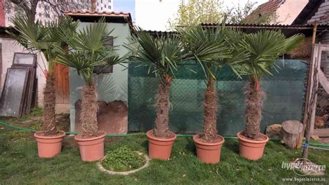 Mrazuvzdorné palmy - Trachycarpus fortunei - bazar ...