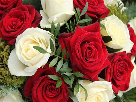 Red And White Roses White Red Roses Flowers Hd Wallpaper Peakpx