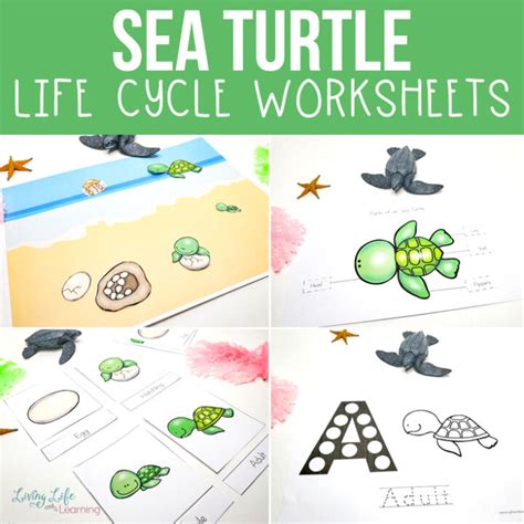 Sea Turtle Life Cycle Worksheets For Kids