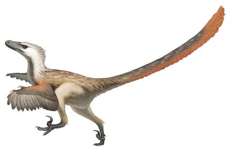 Common Velociraptor Pax Regalis Wiki Fandom