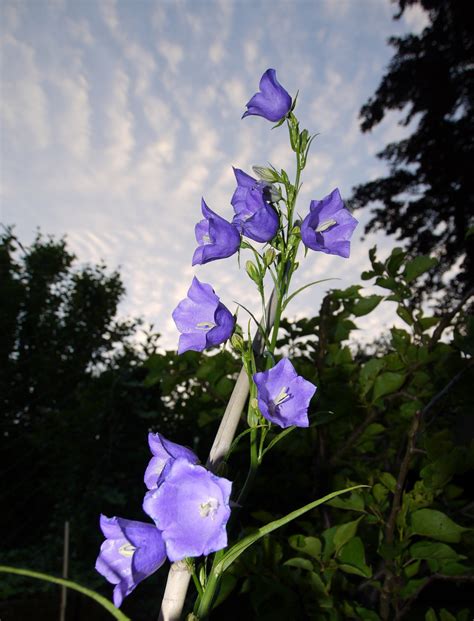 Check spelling or type a new query. Glockenblume Foto & Bild | pflanzen, pilze & flechten ...