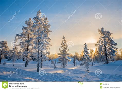 Winter Landscape Frosty Trees In Snowy Forest At Sunrise