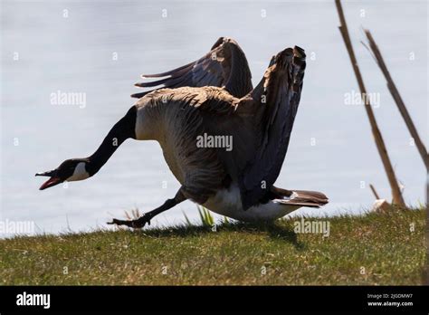 Angry Canada Goose Hi Res Stock Photography And Images Alamy