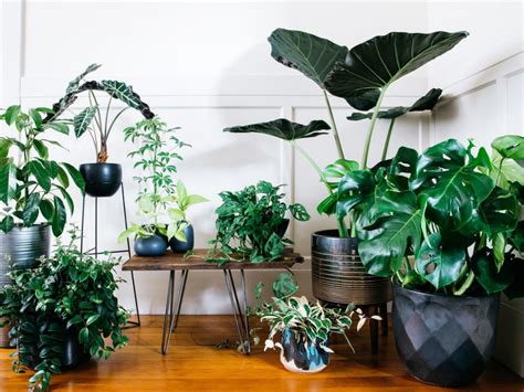 Adorable Indoor Potted Plant Arrangement Ideas Gardenideazcom