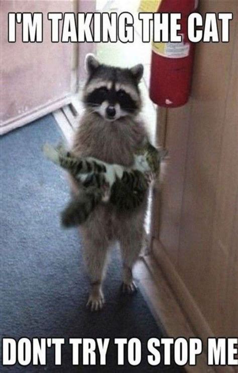 10 Funny Raccoon Memes Will Make You Smile Alone Cute Funny Animals