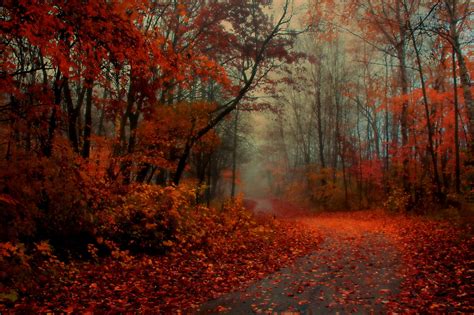 Misty Morning Trail Landscape Autumn Forest Widescreen Wallpaper