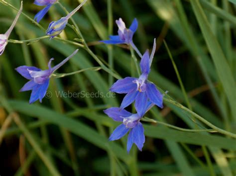 Consolida Regalis Royal Knights Spur Seeds Plants Dried Herbs