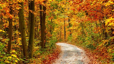 Free Download Autumn Forest Landscape Desktop Wallpapers 1366x768 For