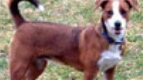 Tot 2000 heette het ras oostenrijkse korthaar pinscher. Oostenrijkse Pinscher | Karakter | Verzorging ...
