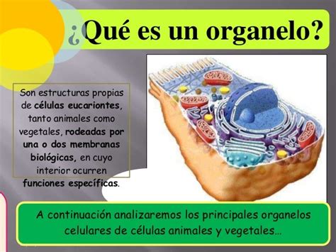 Organelos Celula Animal