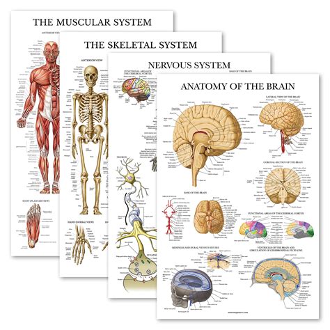 Buy Palace Learning Pack Anatomical Set Laminated Muscular Skeletal Nervous System