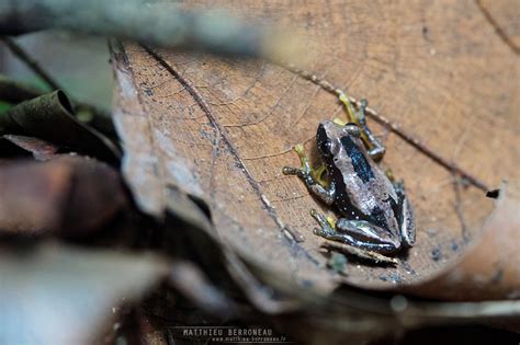 Afrixalus Osorioi Angola Banana Frog Congro Spiny Reed Fr Flickr
