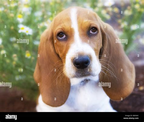 Cute Brown And White Basset Hound Puppy Outdoors With Wild Aster Flower