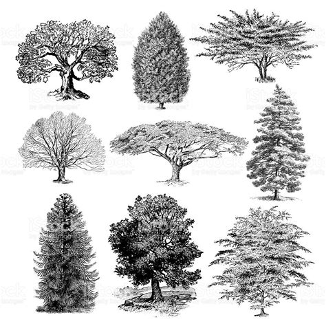 "A collection of forest tree silhouettes. Illustrations ...