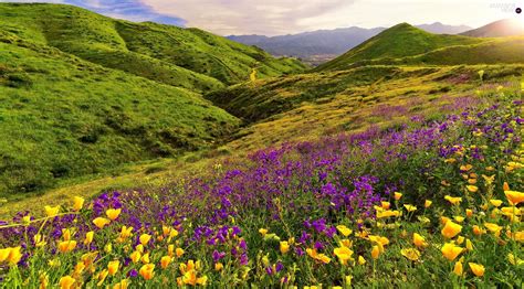 The Hills Mountains Meadow Flowers Beautiful Views Wallpapers