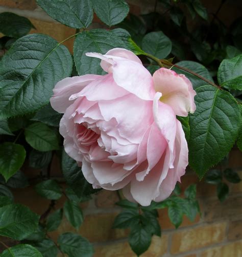 Pale Pink Climbing Rose The Generous Gardener Climbing Roses