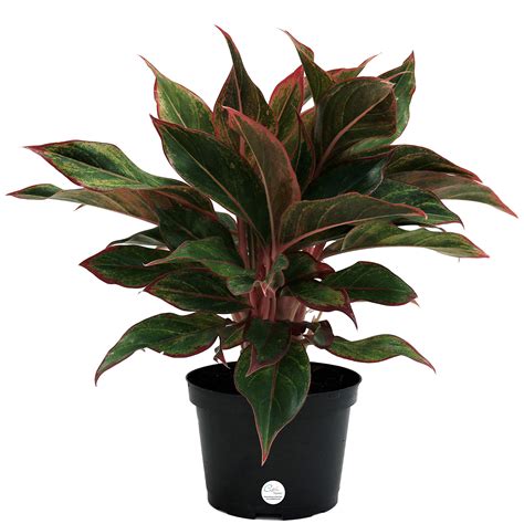 Costa Farms Red Chinese Evergreen Live Indoor Plant